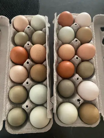 oeufs fécondés, View more