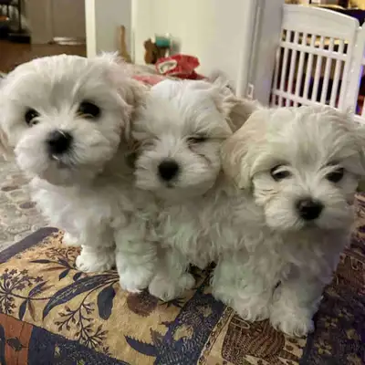 Meet three little bundles of joy – full of energy, personality, and puppy love! These 8-week-old cut...