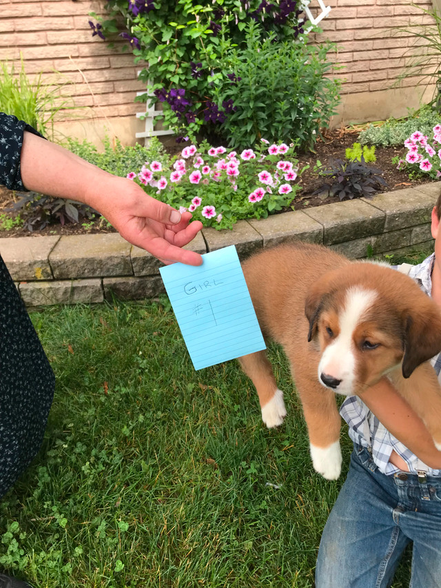 Bernese Mountain Puppies Cross in Dogs & Puppies for Rehoming in Kitchener / Waterloo - Image 2