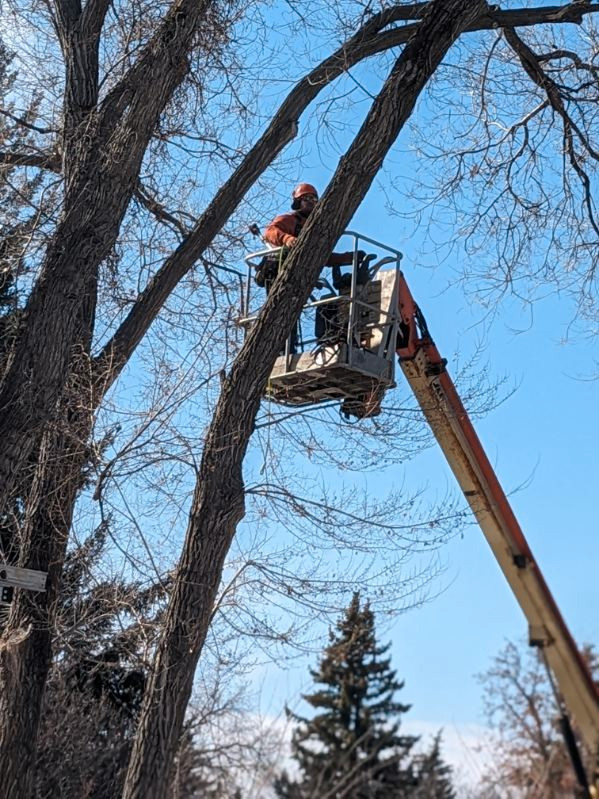 Do your trees require love ? in Lawn, Tree Maintenance & Eavestrough in Edmonton - Image 4