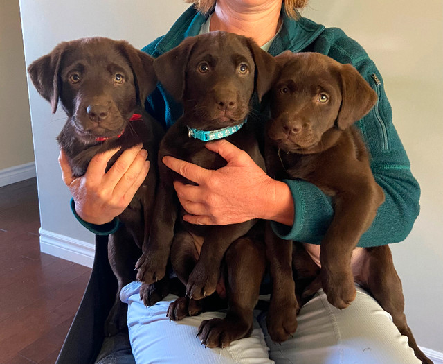 Purebred Chocolate Lab Puppies in Dogs & Puppies for Rehoming in Chilliwack