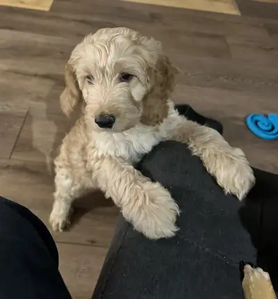 chiots mini/moyen goldendoodle, View more