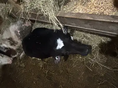 Holstein bull calf, View more