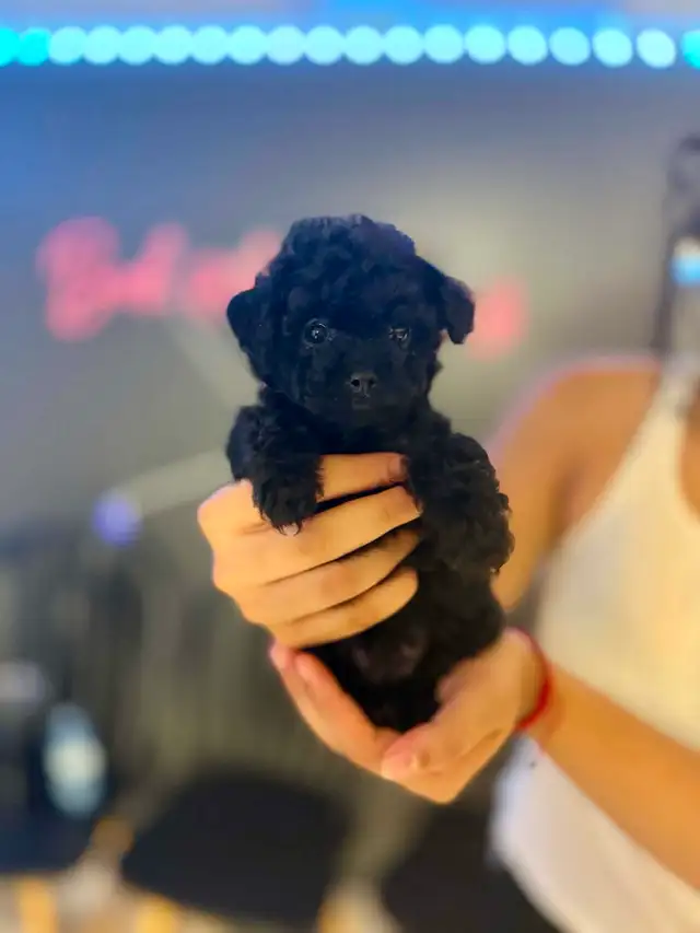 Adorable Female Tiny ✨ Toy ✨ Shihpoo Puppies in Dogs & Puppies for Rehoming in City of Toronto - Image 5