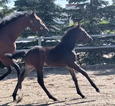 Quality 2024 colt avaliable for your consideration. Don Amore Sire: Dresden Dam: Tiara lancia (Trak)...