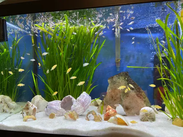 CONVICT CICHLIDS FRY - Pickering  in Fish for Rehoming in City of Toronto - Image 6
