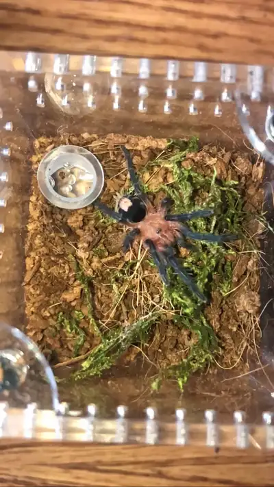 Tarantula for sale Cyriocosmus perezmilesi. Local pick up only, View more