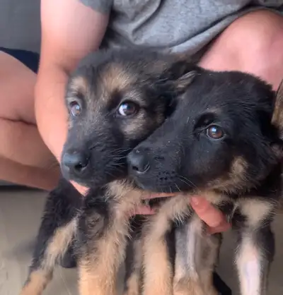CUTE GERMAN SHEPHERD PUPPIES, View more
