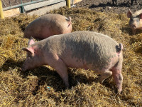 Butcher pigs available