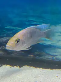 Iceburg hap group fish 