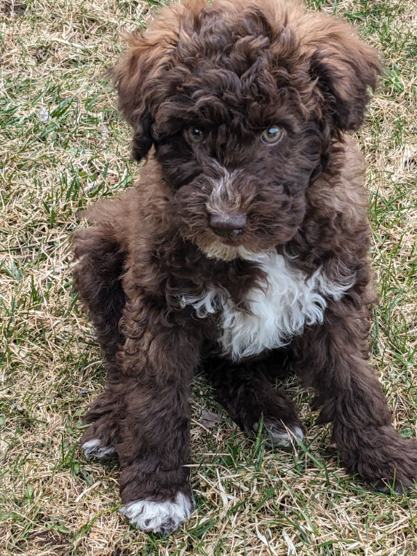 Miniature Poodle Boy Looking for his Forever Family! in Dogs & Puppies for Rehoming in Peterborough - Image 2