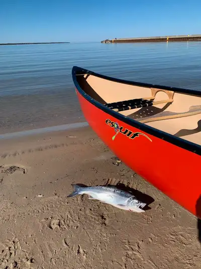 Located Niagara Region, with Free deliver to Windsor and surrounding area we are the Organic Boat Sh...