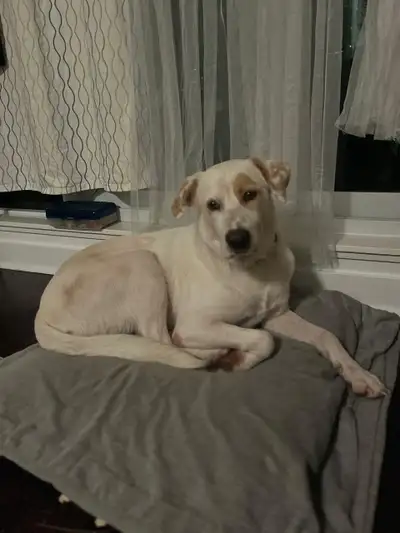 2 Year Old Rescue Labrador Mix, View more