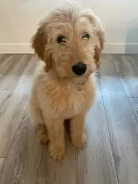 Golden Pyredoodle Puppy