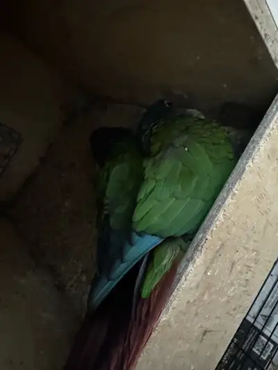 Green Cheek Conure Breeding Pair, View more