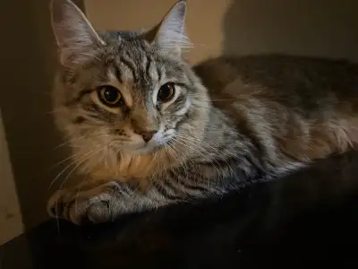 female cat for rehoming, View more