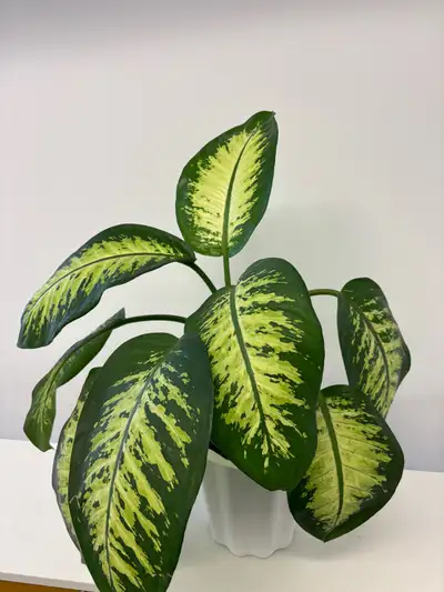 Dieffenbachia for sale, View more