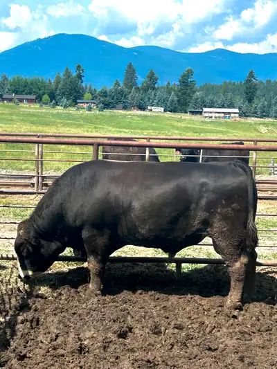 Simmental X Bull, View more