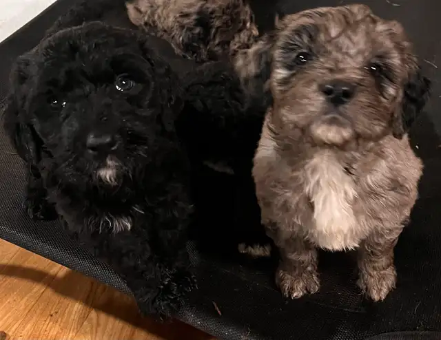 Goldendoodle in Dogs & Puppies for Rehoming in Sherbrooke - Image 5