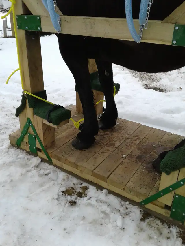Horse shoeing  stocks in Horses & Ponies for Rehoming in Owen Sound - Image 7