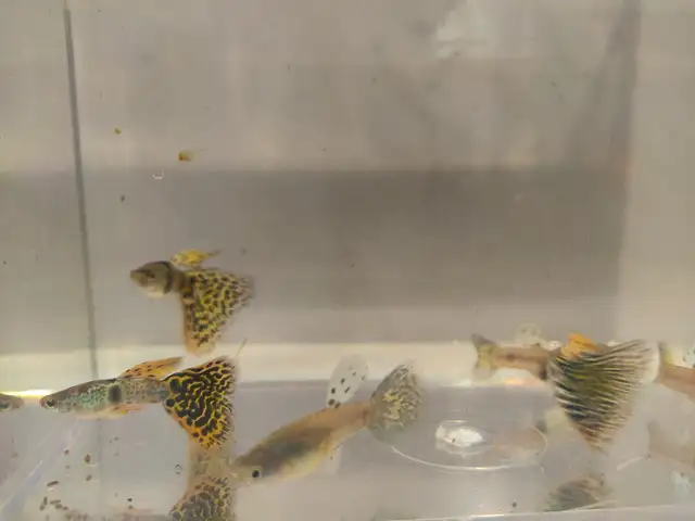 yellow tiger king cobra guppy (TEMPORARY SOLD OUT) in Fish for Rehoming in Hamilton - Image 4