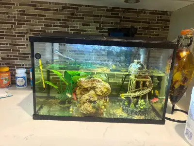 Aquarium plants + guppies + fish food starter, View more