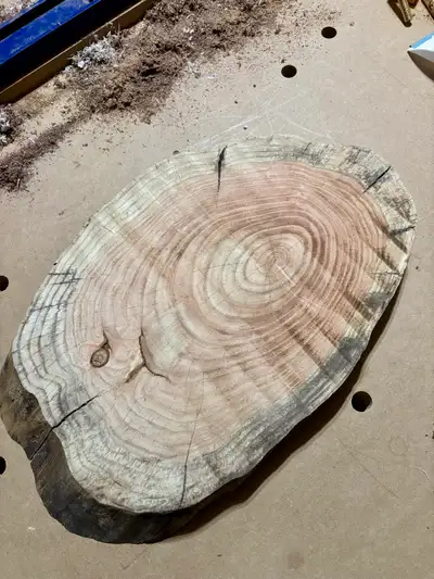 Selling a dried and flattened honey locust cookie. Ready for finishing! Could be a cutting board, ce...