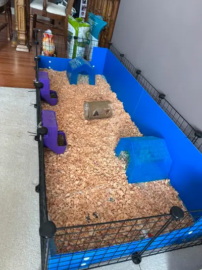 Free to a good home, mom and daughter Guinea pigs, View more