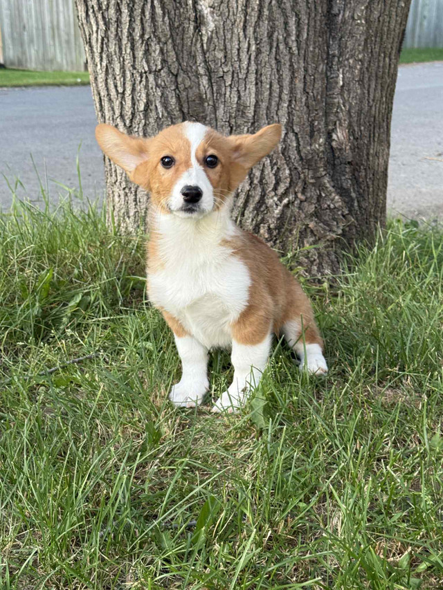 Bonjour jolie chiot corgi Pembroke dans Chiens et chiots à adopter  à Ville de Montréal