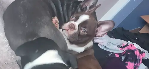 3 Boston Terrier Frencie puppies left. I girl and 2 boys. Brown and white girl, black and white male...