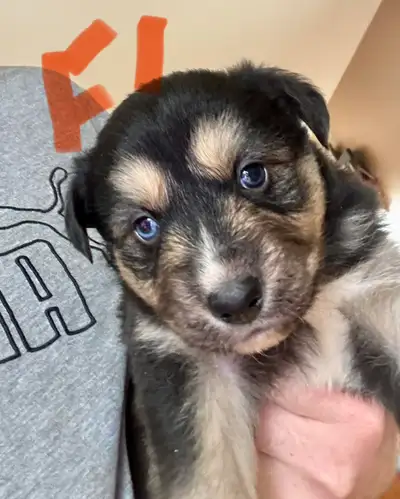Husky/Australian Sheppard Puppies, View more