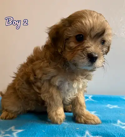 Mini Shihpoo  puppies ❤️❤️ ready to leave, View more