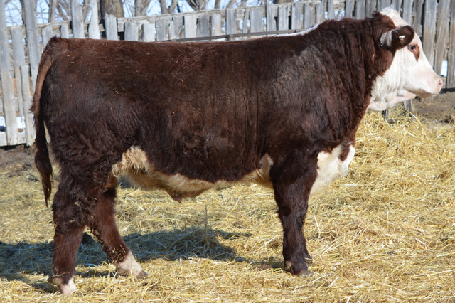 Hereford Bulls for Sale in Livestock in Swift Current - Image 3