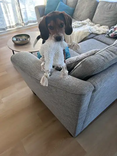 chiot beagle à vendre, View more