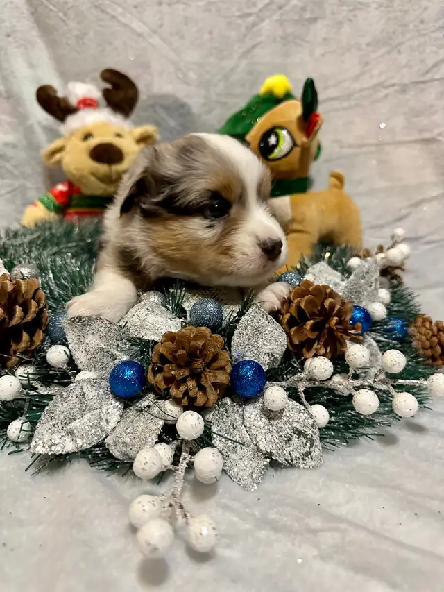 CKC Miniature American Shepherd (AKA Mini Aussie) in Dogs & Puppies for Rehoming in Napanee - Image 2