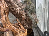 Beautiful and tame blue-tailed tree monitor