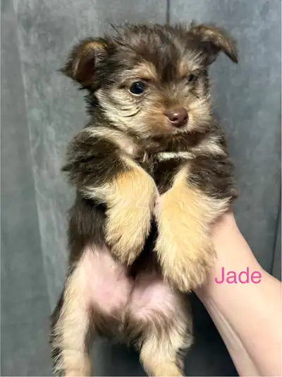 yorkie cross, View more