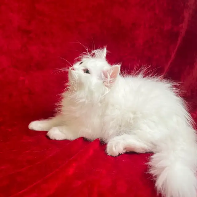 Pedigree Hypoelergenic Siberian Kittens