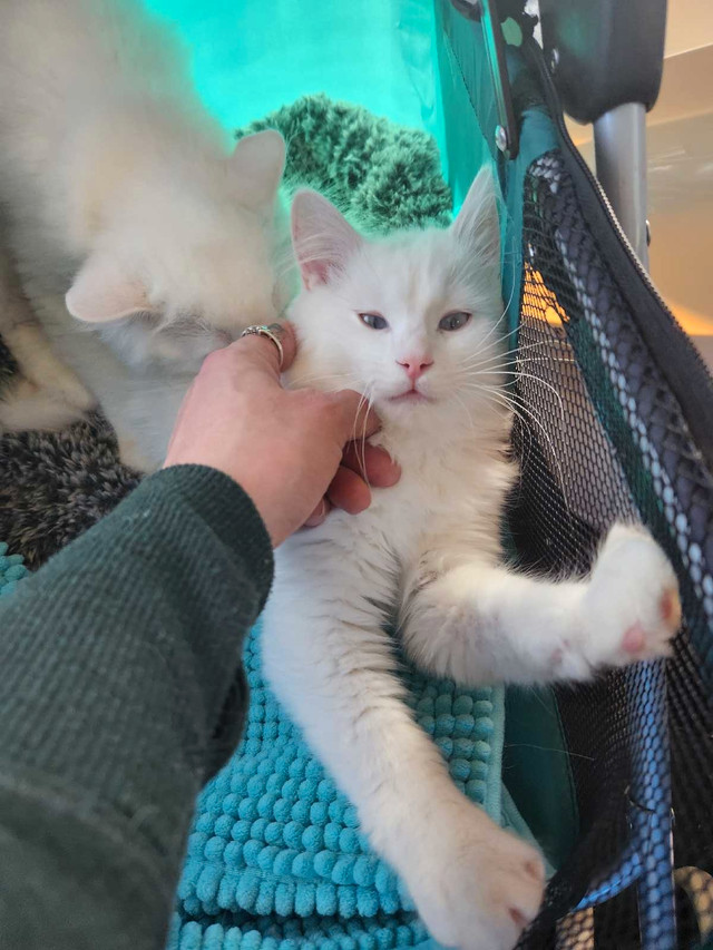 PUREBRED RAGDOLLS in Cats & Kittens for Rehoming in City of Toronto - Image 4