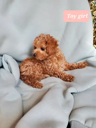 Two toy and one miniature poodle puppies still available Adorable toy poodle puppies. 1 boy 1 girl....