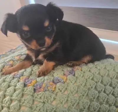 chihuahua puppies, View more