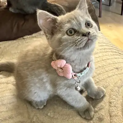 lilac Scottish fold Siamese girl , View more