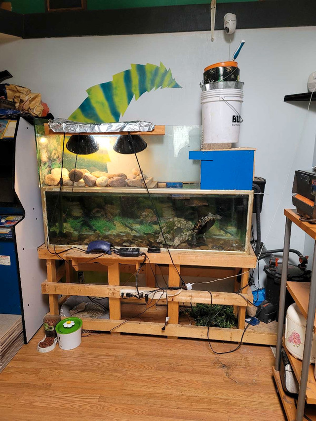 Turtle Tank and Red Eared Slider in Other Pets for Rehoming in Edmonton