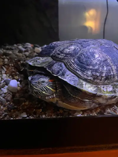 Red eared slider - female turtle, View more