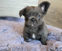 French Bulldog **Price Reduced**