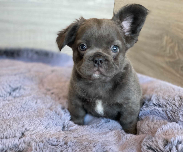 French Bulldog **Price Reduced** in Dogs & Puppies for Rehoming in Calgary
