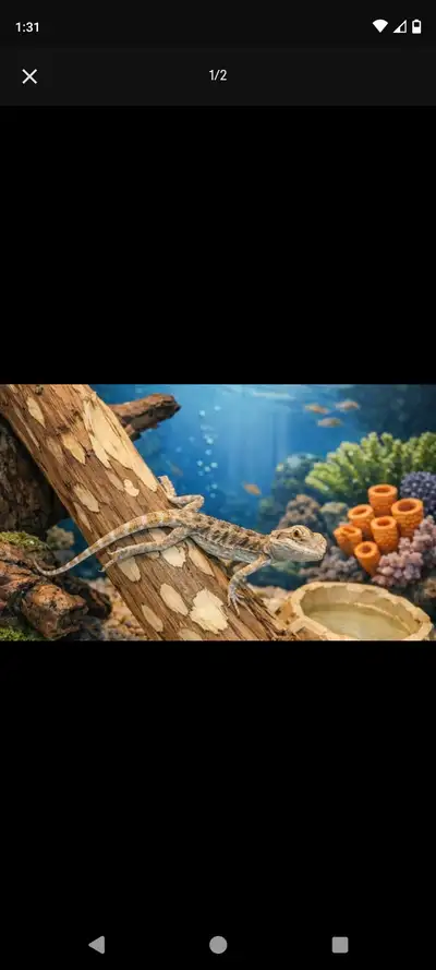 (2) Beautiful Female Bearded Dragon's (Pick Up in Delhi,ON), View more