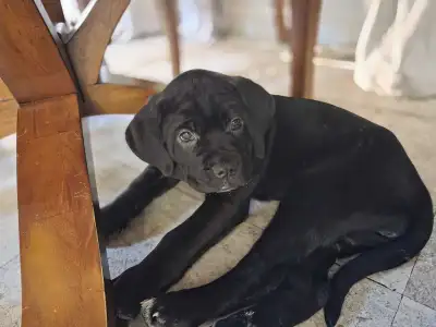 cane Corso, View more