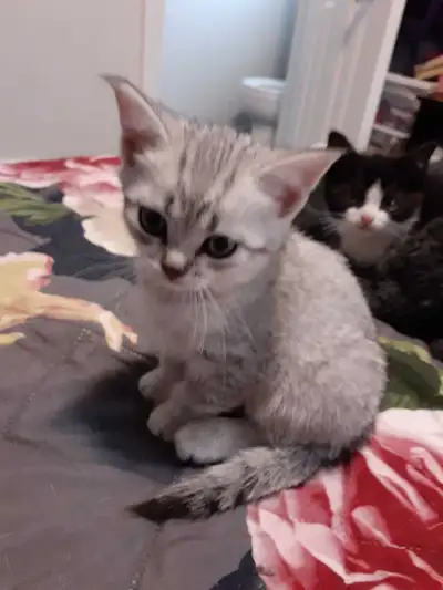 Scottish fold kittens , View more