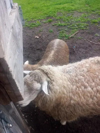 North Country Chevriot Ram Proven 4 year old , throws really nice quick growing off spring. The last...
